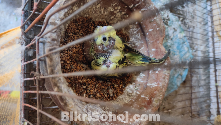 বাজরিগার পাখি